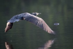 Indisk skarv / Indian Cormorant