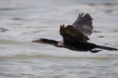 Rørskarv / Long-tailed Cormorant / Reed Cormorant