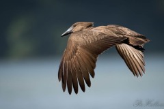 Hamerkop / Hammerhoved,