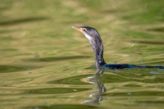 Rørskarv / Long-tailed Cormorant / Reed Cormorant