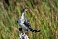 Rørskarv / Long-tailed Cormorant / Reed Cormorant