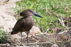 Hammerhoved / Hamerkop