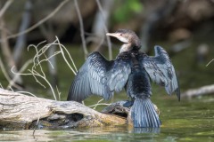 Rørskarv / Long-tailed Cormorant / Reed Cormorant