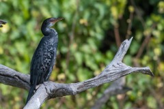Rørskarv / Long-tailed Cormorant / Reed Cormorant