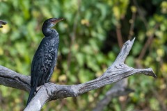 Rørskarv / Long-tailed Cormorant / Reed Cormorant