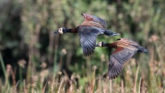 Nonnetræand / White-Faced Whistling Duck