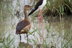 Lille Træand - Lesser whistling duck