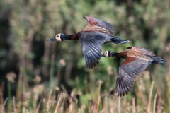 Nonnetræand / White-Faced Whistling Duck