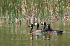 Nonnetræand /  White-Faced Whistling Duck