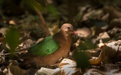 Grønvingetdue / Common Emerald Dove