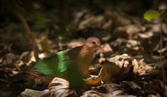Grønvingetdue / Common Emerald Dove