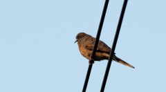 Zebradue / Zebra Dove