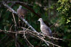 Perlehalsdue / Spotted Dove
