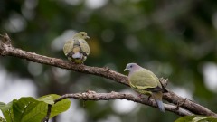 Rødhalset papegøjedue / Pink-necked Green Pigeon