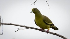 Indisk Papegøjedue / Pompadour Green Pigeon