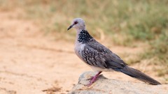 Perlehalsdue / Spotted Dove