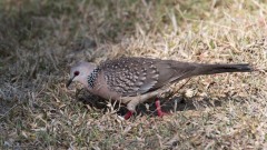 Perlehalsdue / Spotted Dove