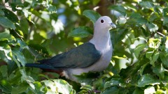 Kejserdue / Green Imperial Pigeon