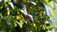 Kejserdue / Green Imperial Pigeon