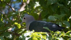 Kejserdue / Green Imperial Pigeon