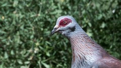 Guineadue / Speckled Pigeon