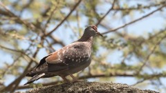 Guineadue / Speckled Pigeon