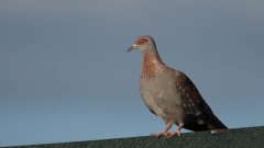 Guineadue / Speckled Pigeon