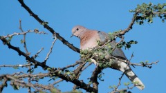 Palmedue / Laughing Dove