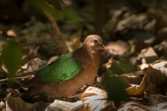 Grønvingetdue / Common Emerald Dove
