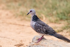 Perlehalsdue / Spotted Dove