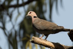 Rødøjet Skoggerdue / Red-eyed dove