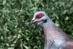 Guineadue / Speckled Pigeon