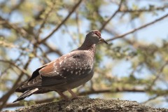 Guineadue / Speckled Pigeon