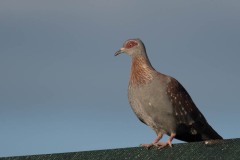 Guineadue / Speckled Pigeon