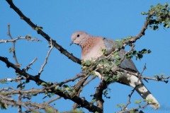 Palmedue / Laughing Dove