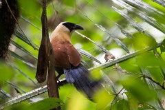 Sortmasket sporegøg / Black-faced Couca