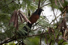 Sporegøg / Philippine Coucal