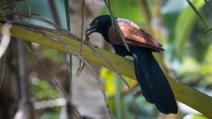 Brunrygget Sporegøg /  Greater coucal