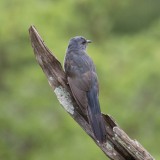 Drosselgøg / Gray-bellied Cuckoo ♀