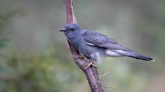 Drosselgøg / Gray-bellied Cuckoo ♀