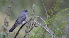 Drosselgøg / Gray-bellied Cuckoo ♀