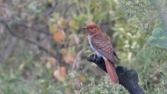 Drosselgøg / Gray-bellied Cuckoo ♀