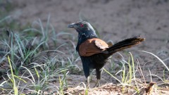 Drosselgøg / Greater coucal