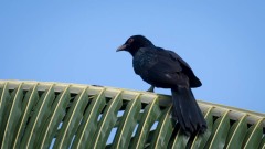 Koel / Asian Koel