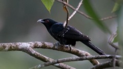Koel / Asian Koel ♂