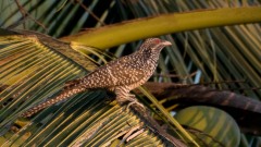 Koel / Asian Koel ♀
