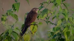 Bengalsporegøg / Lesser Coucal