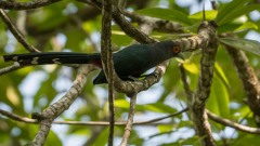 Chestnut-bellied Malkoha / Malajmalkoha