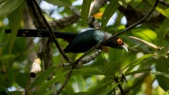 Chestnut-bellied Malkoha / Malajmalkoha