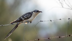Skadegøg / Great Spottet Cuckoo